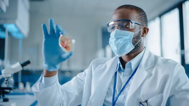 African American Male Scientist Wearing Face Mask and Glasses Looking at Petri Dish with Genetically Modified Sample Chemicals. Microbiologist Working in Modern Laboratory with Technological Equipment