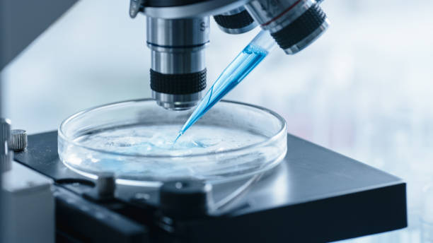 istock Close Up Shot of a Petri Dish with Genetically Modified Samples Under a Microscope. Microbiologist Adding Liquid to the Mix from a Micro Pipette in Modern Laboratory. 1346706067
