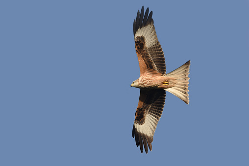 Red Kite Bird\n\nPlease view my portfolio for other wildlife photos.