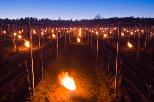 Series of small campfires are placed under grape vines in a vineyard for the frost protection in a cool night in the springtime.