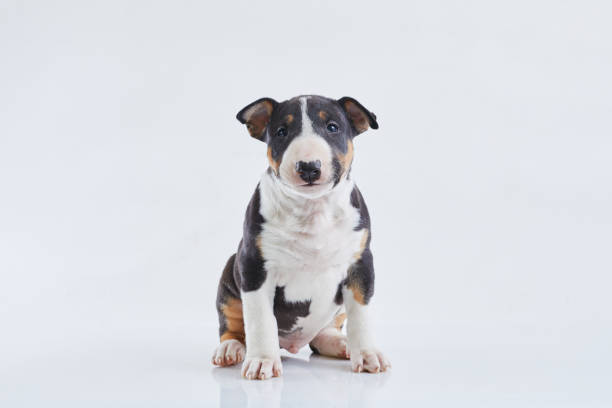 istock Adorable bull terrier puppy curious posing on studio white background. Miniature bullterrier boy. 1346708834