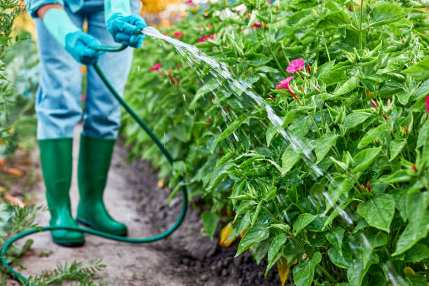 Gardener in rubber boots working watering garden from hose. Female hand watering the plants and flowers with hose. Gardener in rubber boots working watering garden from hose. Female hand watering the plants and flowers with hose. Close up. garden hose stock pictures, royalty-free photos & images
