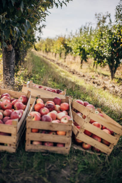 сбор яблок в саду - apple tree apple orchard apple autumn стоковые фото и изображения