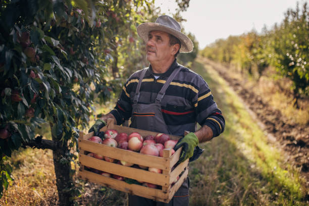 Harvesting apples in the orchard