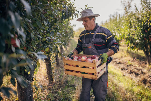 Harvesting apples in the orchard