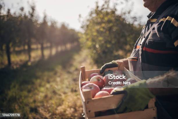 Picked Apples In The Orchard Stock Photo - Download Image Now - Orchard, Apple - Fruit, Fruit