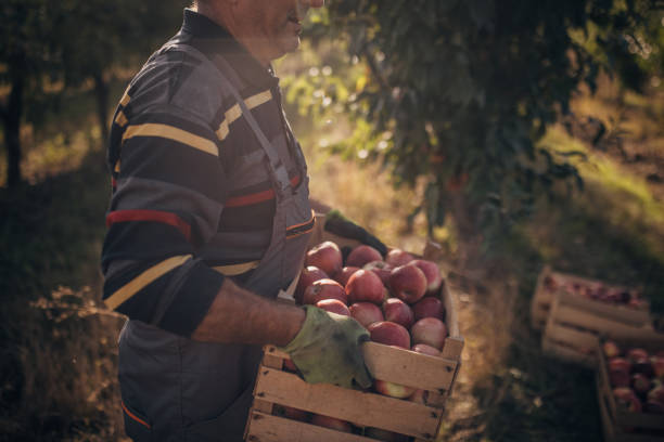 istock Picked apples in the orchard 1346709839