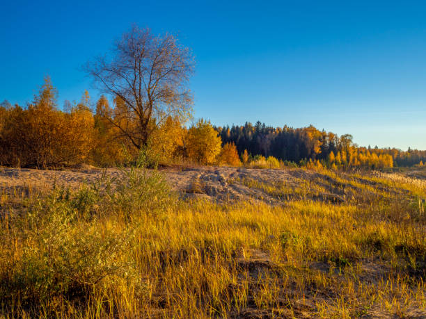 istock Beautiful golden forest on an autumn sunny day. 1346709843