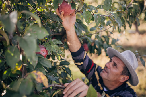 Picking apples in the orchard
