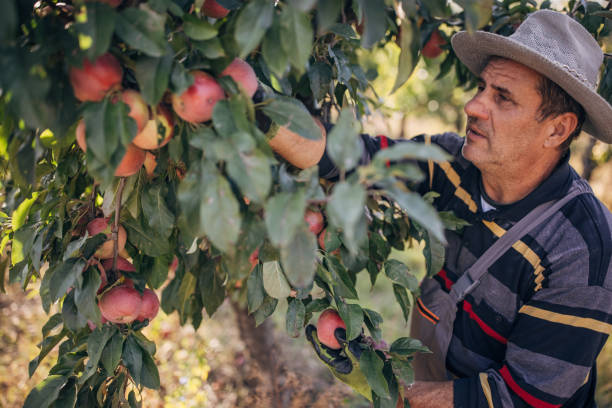istock Picking apples in the orchard 1346709869