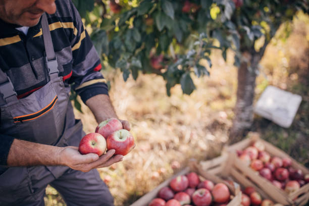 istock Picked apples in the orchard 1346709891