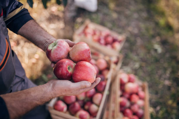 istock Picked apples in the orchard 1346709899