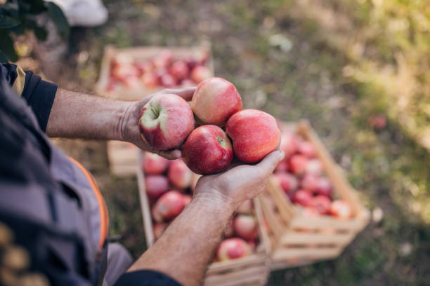 Picked apples in the orchard