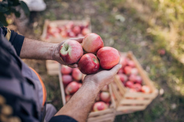 maçãs colhidas no pomar - apple orchard - fotografias e filmes do acervo