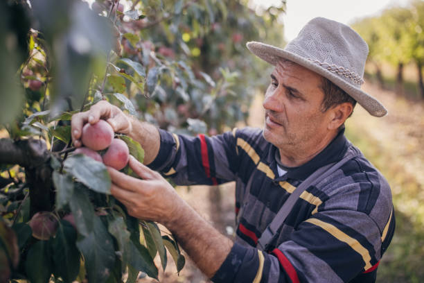 istock Picking apples in the orchard 1346709905