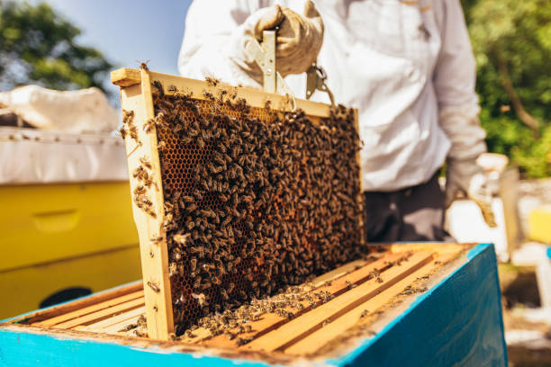 istock Beekeeper working collect honey. Beekeeping concept. 1346710262