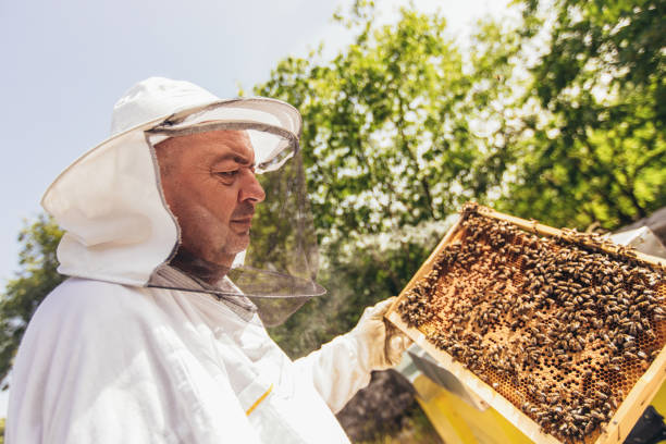 istock Beekeeper working collect honey. Beekeeping concept. 1346710272