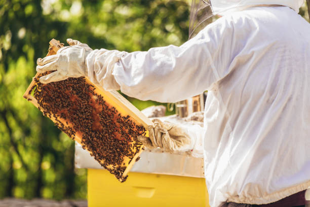istock Beekeeper working collect honey. Beekeeping concept. 1346710287