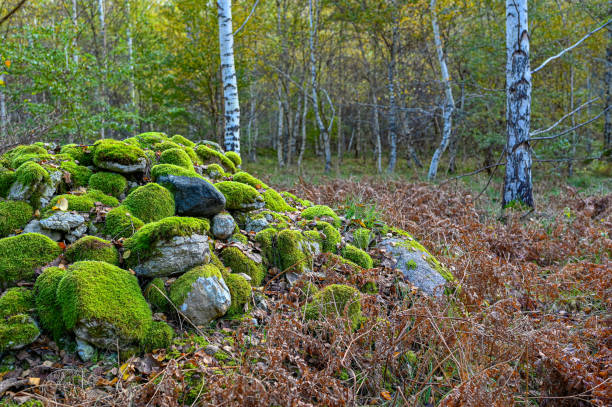 pile of stones covered in green moss in forest