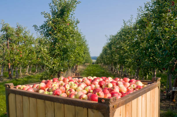 istock Filled crate with ripe apples after the apple harvest 1346711319