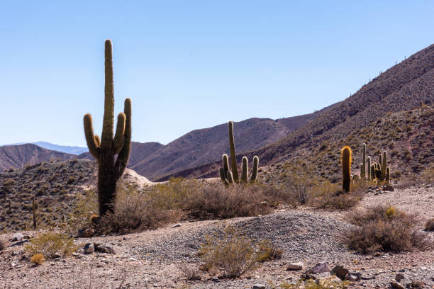 istock Cardon Cactuses in Salta, Argentina 1346712176