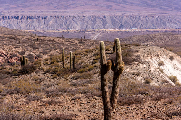 istock Cardon Cactuses in Salta, Argentina 1346712190