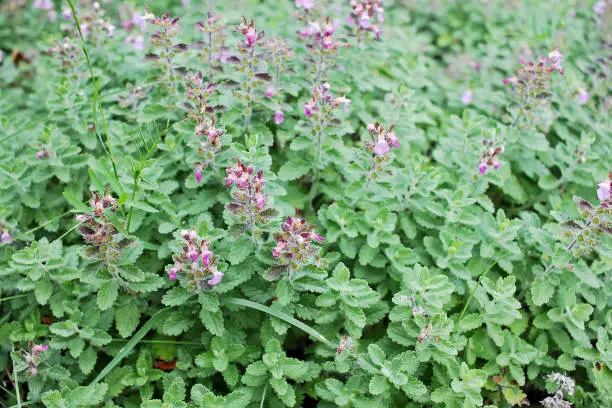 Teucrium chamaedrys, the wall germander, is a species of ornamental plant native Europe and North Africa, and to the Middle East. It was used as a medicinal herb for the treatment of gout