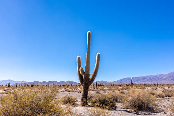 istock The Cardon Cactuses in Salta, Argentina 1346712218