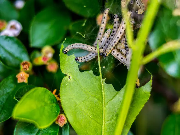 Photo of Caterpillar eating leaves