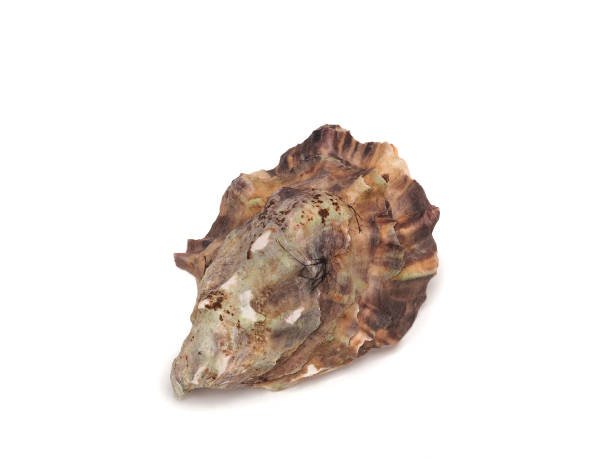 istock oyster shell, oyster shell after clam shell at the market. 1346713363