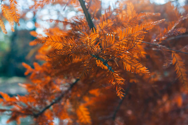 秋の色 - 5545 ストックフォトと画像