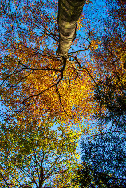 秋の色 - 5604 ストックフォトと画像