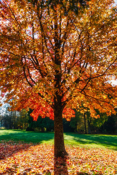 istock The tree in full color in autumn 1346714620