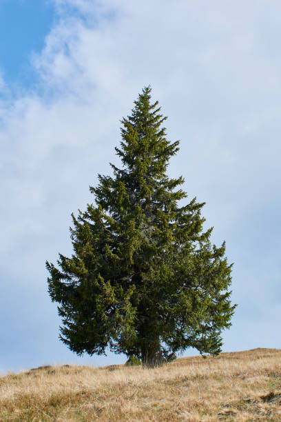 istock A big fir tree on background with gray cloud sky 1346716962