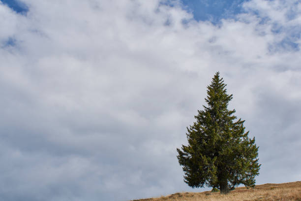 istock A big fir tree on background with gray cloud sky 1346716999