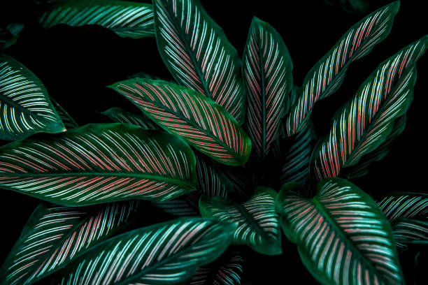 istock abstract green leaf texture, nature background, tropical leaf 1346718673