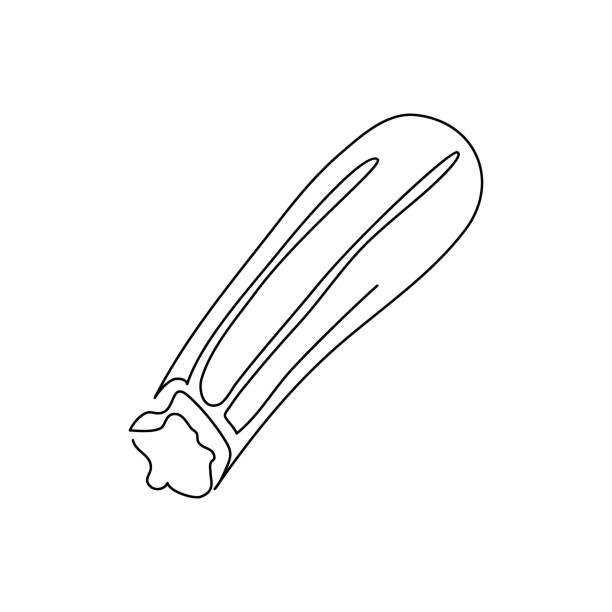 ilustrações de stock, clip art, desenhos animados e ícones de zucchini continuous line drawing. one line art of squash, vegetable marrow. - zucchini squash marrow squash vegetable