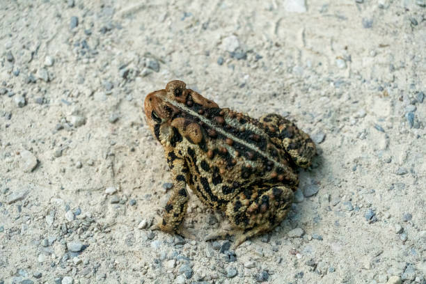 istock Large frog with beautiful coloring on the road. 1346719272