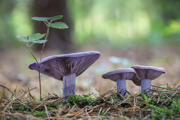 Lepista nuda commonly known as wood blewit in forest Amazing edible mushroom Lepista nuda commonly known as wood blewit in autumn forest. Czech Republic, Europe. Blewit stock pictures, royalty-free photos & images