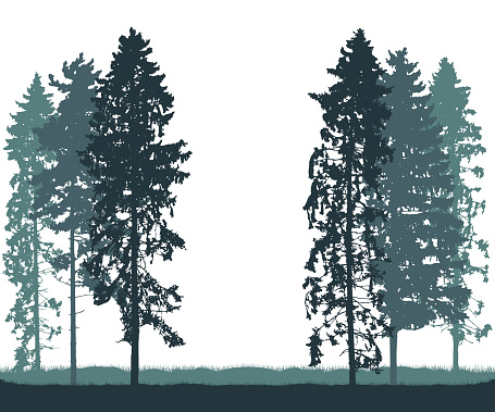 Beautiful tall spruce trees, silhouette of forest. Vector illustration