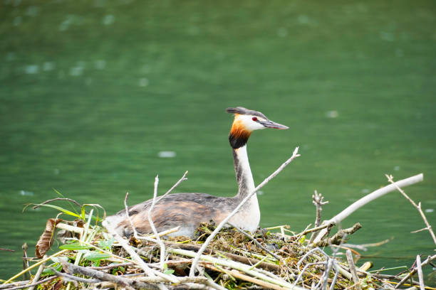 Great crested grebe sits on a nest in the water. Bird in close-up. Podiceps cristatus. Water bird. Great crested grebe sits on a nest in the water. Bird in close-up. Podiceps cristatus. Water bird. great crested grebe stock pictures, royalty-free photos & images