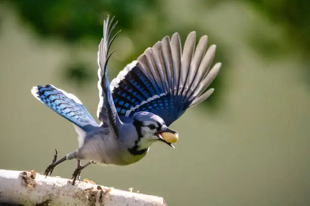 Blue Jay Songbird wings spread out for flight. Large Peanut in shell in birds beak. Outdoor bird