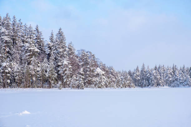 istock Winter forest by a lake with snow 1346721153