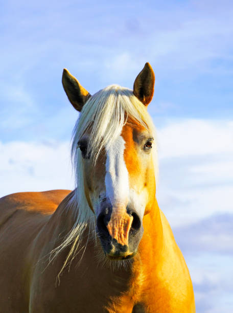 istock Horse with blue sky in the background. 1346721711