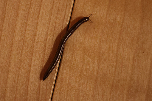 A millipede travels on a hardwood floor, crossing the edge of a slat.