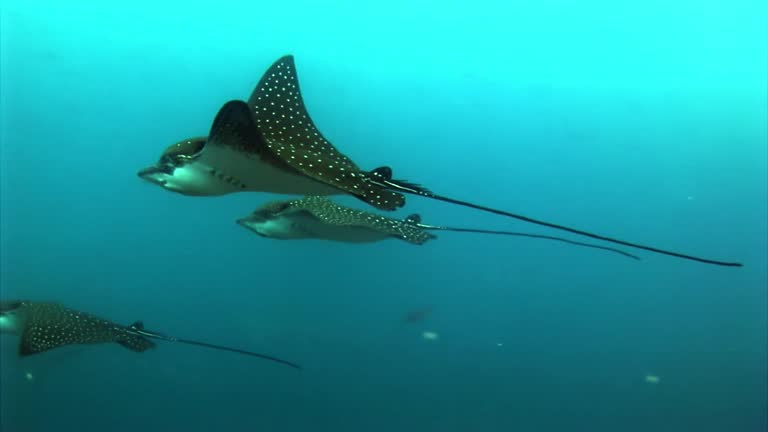 Manta ray ramp fish underwater on background of amazing seabed in Galapagos.