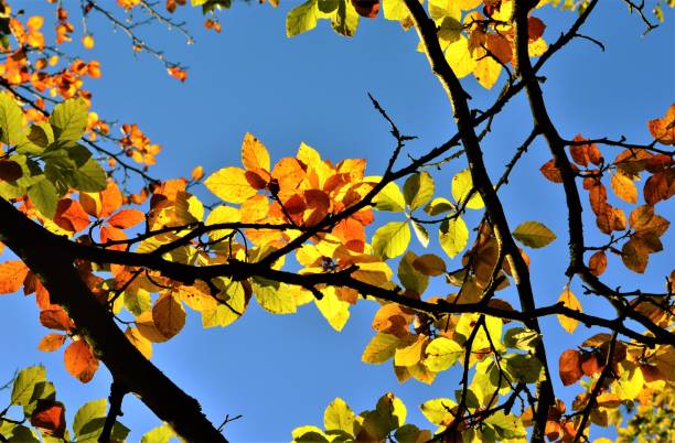 istock Colourful Autumn Leaves. 1346723702
