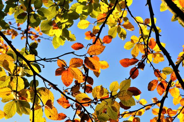 istock Colours Of Autumn. 1346723988