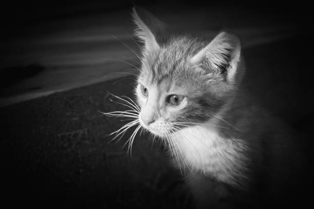 istock one small gray kitten sadly looks in front of him 1346724836