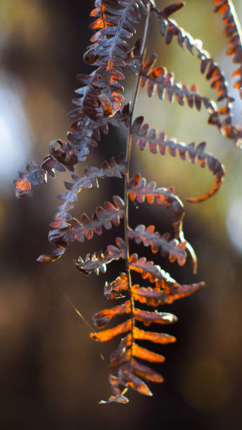 istock Macro of heather and ferns 1346725105